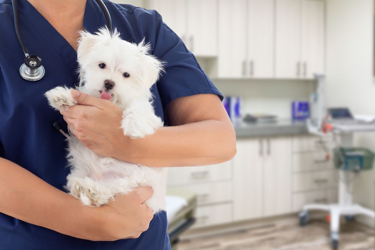 Comprehensive Veterinary Services in Aurora, CO: Caring for Your Furry Companions